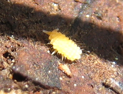 Bilobella aurantiaca (Collembolo)